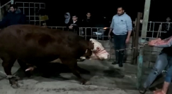  فيديو: ذبح عجلين في قطاع غزة عن روح الشهيد الشيخ محمد أبو نجم 